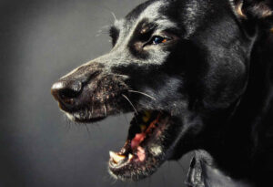 Dog Coughing Up Blood: A Veterinarian Shares What to Do