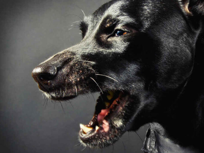 Old Dog Coughing or Gagging Top Causes & Best Home Remedies