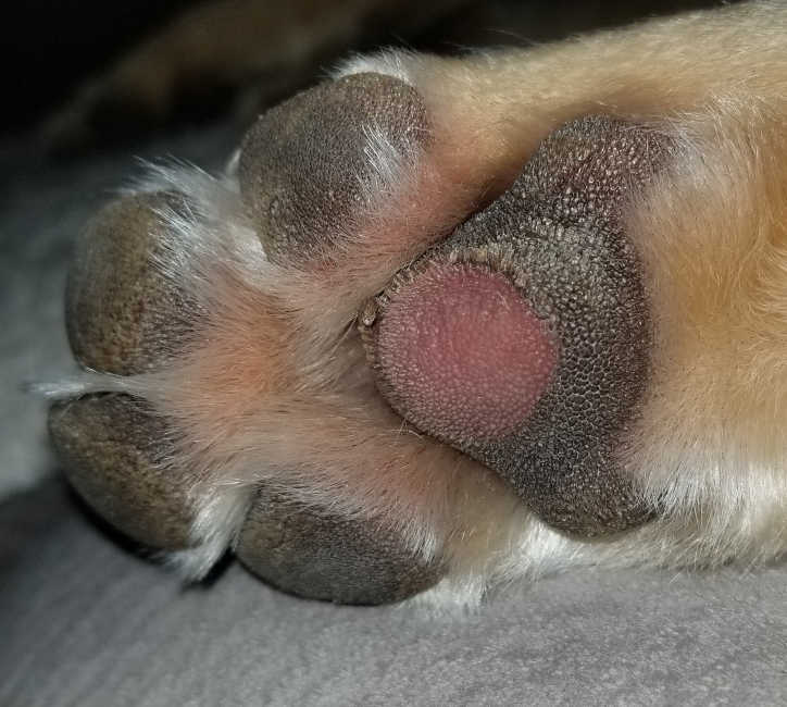 injured paw with redness on the pads