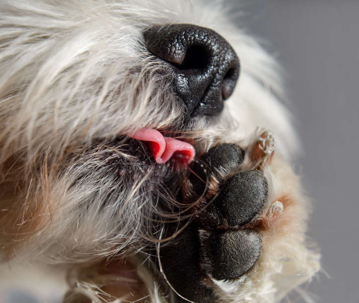 closeup of a dog licking his cracked paw 