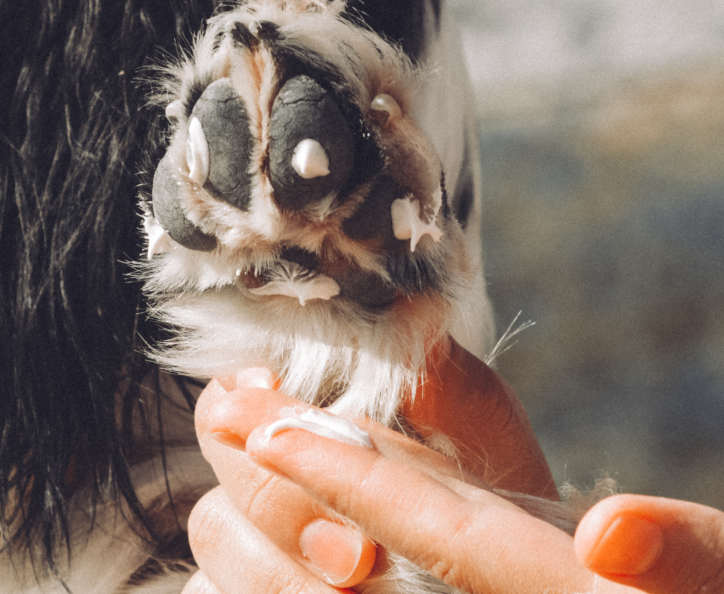 moisturizer on dog paw