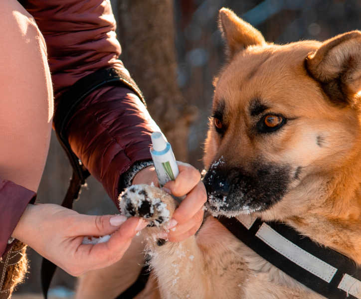 treating a dog cracked paw due to cold with medicine