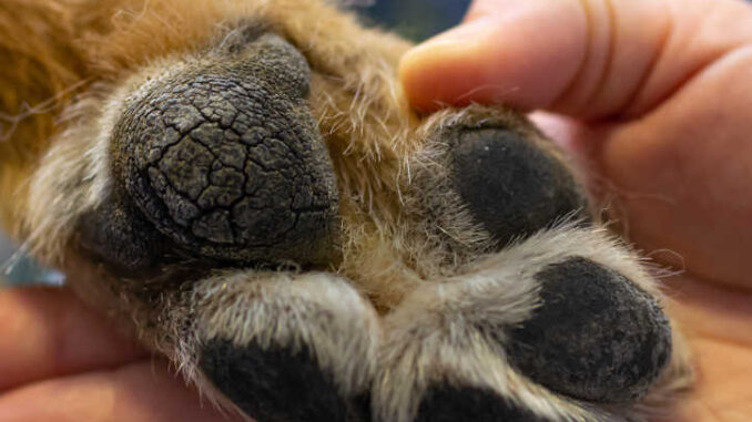 cracked dog paw pads