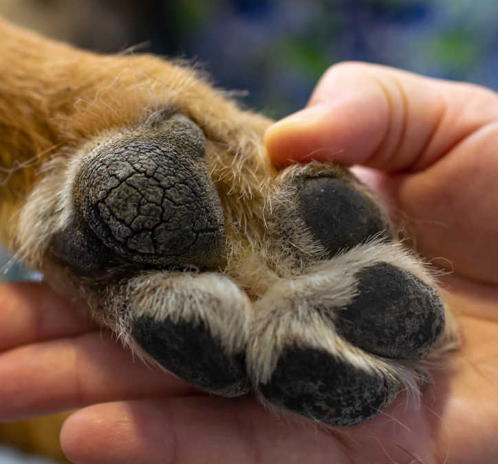 Treatment for shop rough dog paws