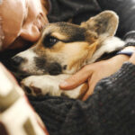owner cuddling senior dog