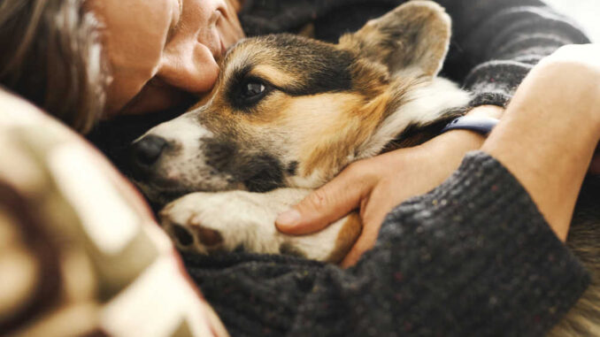 owner cuddling senior dog