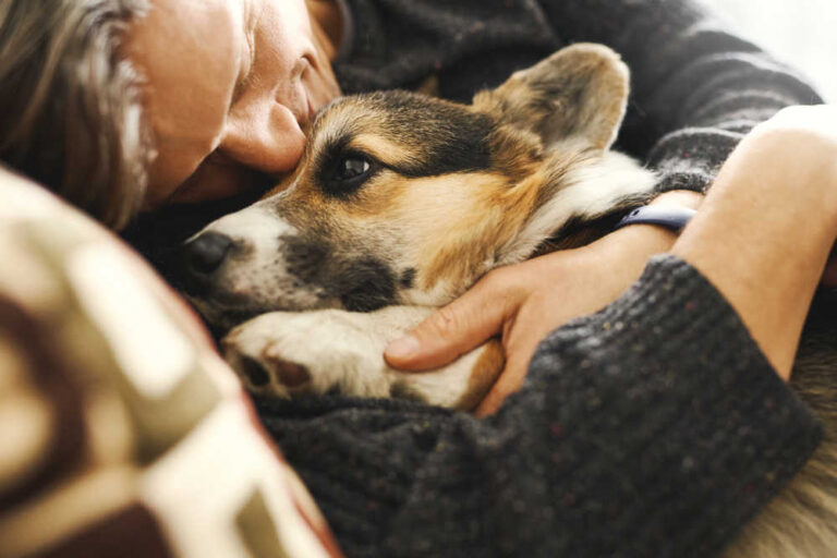 Bright Red Blood in Dog’s Stools: Is it an Emergency? [Vet Advice]