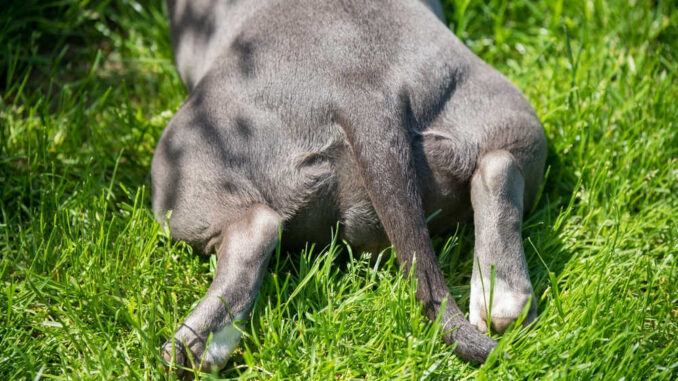 dog's back legs on grass