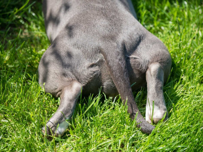 Cushing's Disease Neurological Signs in Dogs