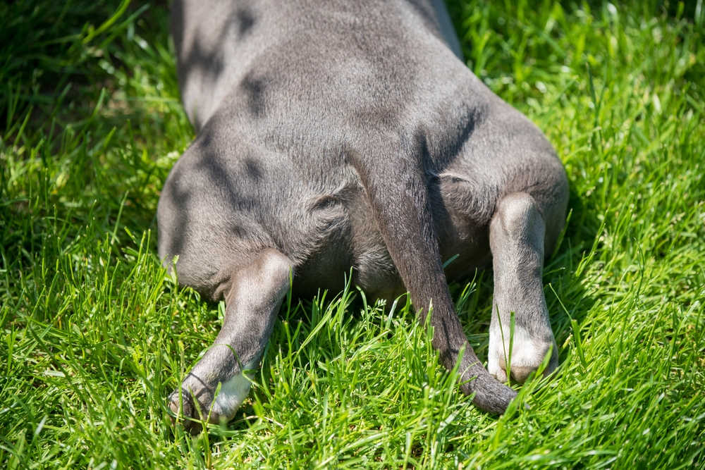 dog's back legs on grass