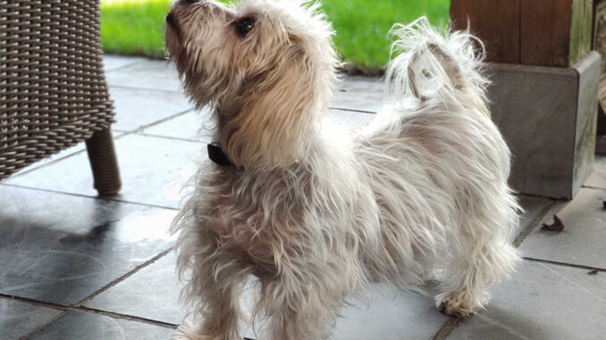 Dog with Cushing's disease waiting by a table