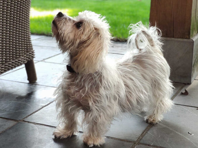 Dog Cushing's Disease Impact on Back Legs Our Vet Explains