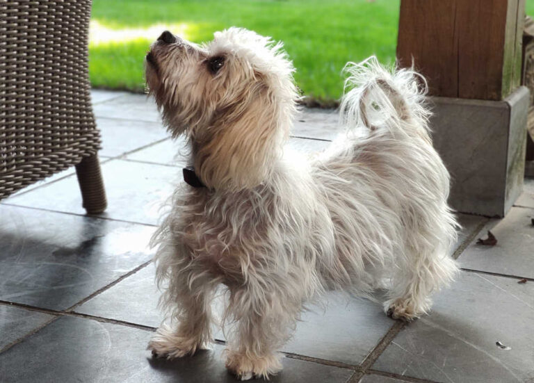 Dog Losing Hair On Tail & Back Legs Top Causes w/ Images