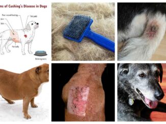 collage of pictures of cushing disease in dogs