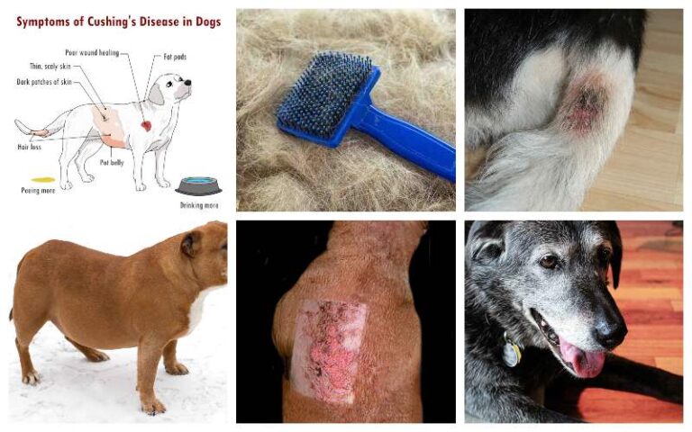 Pictures of Cushing’s Disease in Dogs, with Vet Explanations