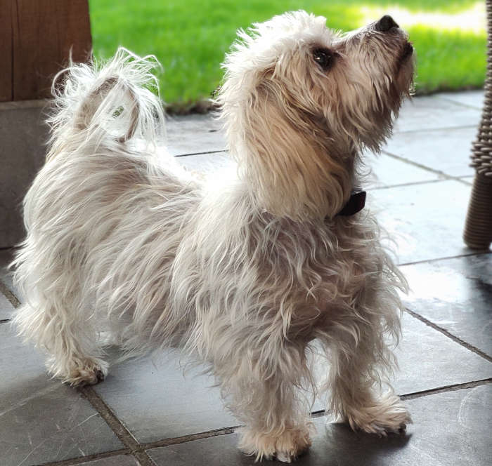 hair loss on dog with cushing's disease