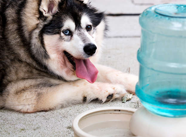 Alaskan Klee Kai dog is panting beside his outdoor water dish. This dog has Cushing's disease and one of the side effects is extreme thirst and panting. The red on his coat is from excess hormone secretions that are also caused by the disease.