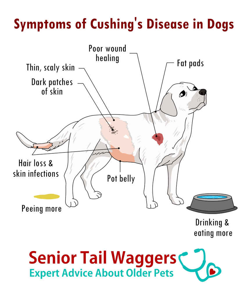 Picture showing the most frequent symptoms of Cushing's disease in dogs