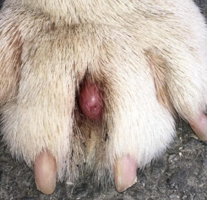 interdigital cyst on a dog's paw, between the toes