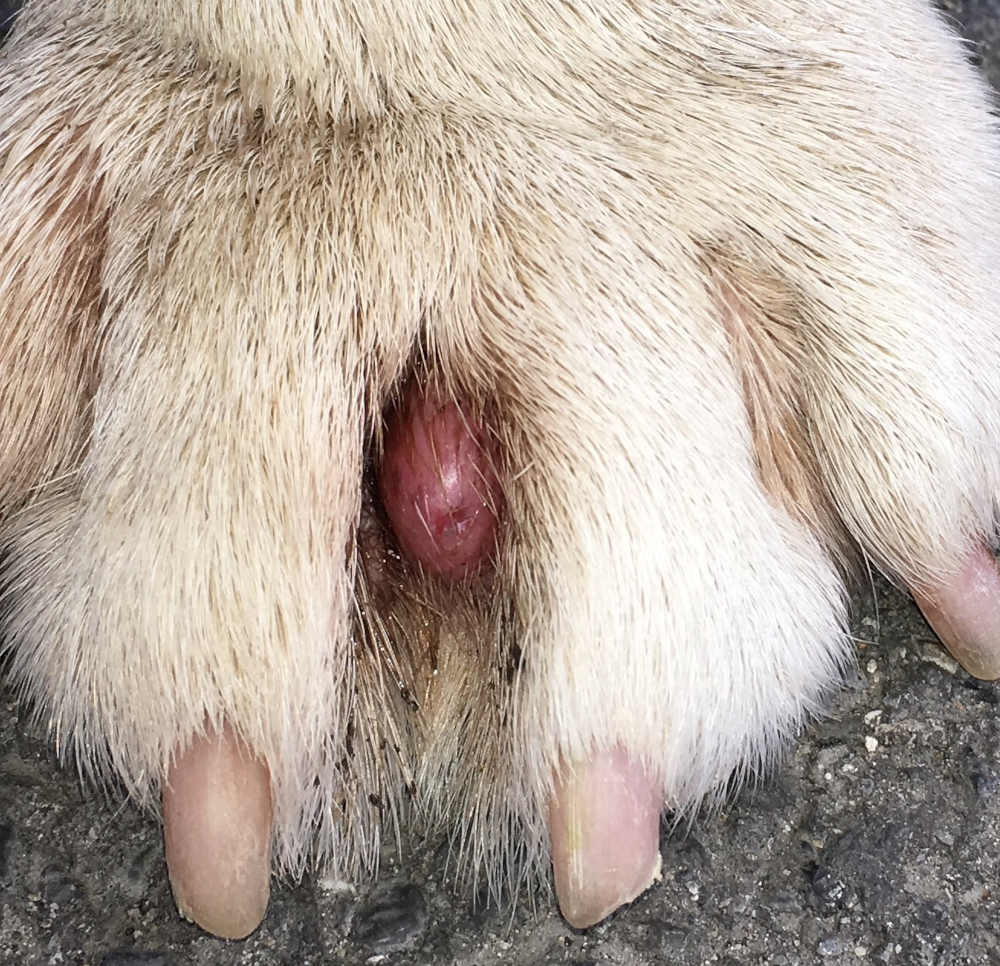 Dog paw hotsell raw between pads