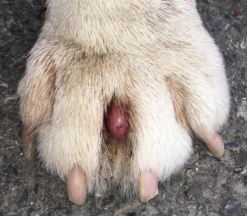 how do i treat my dogs swollen paw