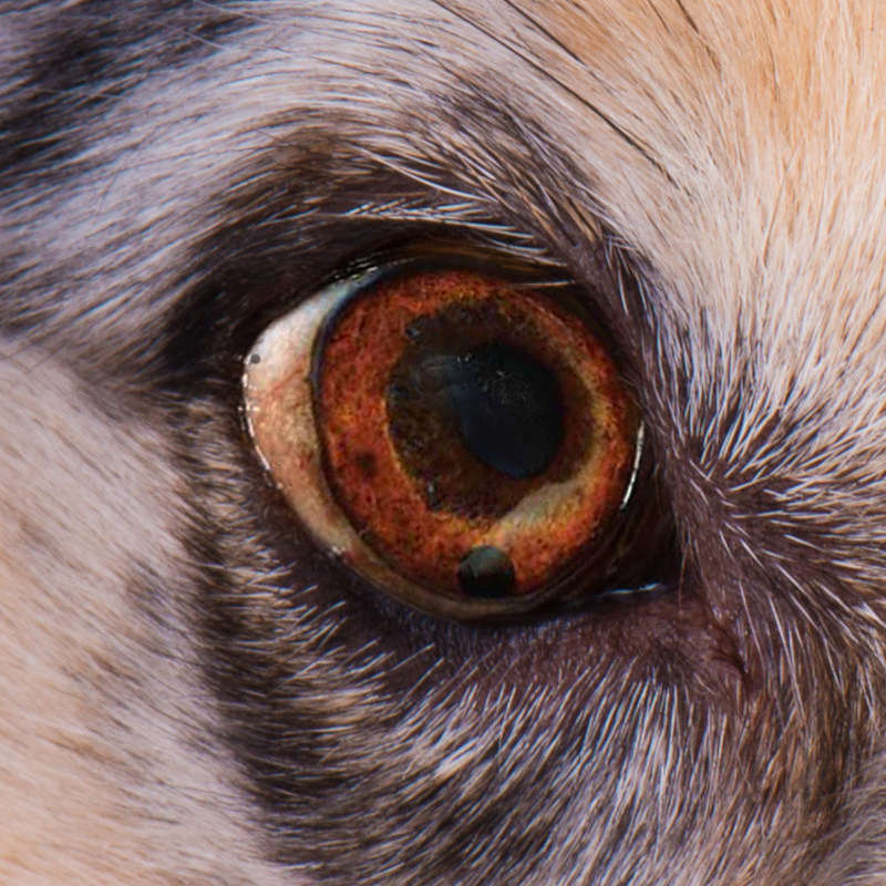 Australian Shepherd Dog Eyes with black spots