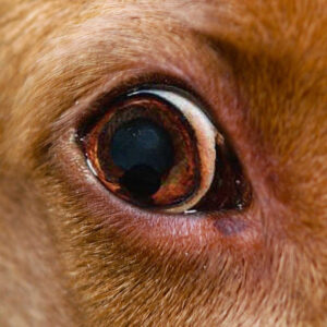 Eye Cysts in Dogs: Pictures & Vet Advice