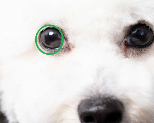 eye cyst on a dog