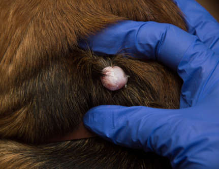 cyst with smooth appearance and quite symmetrical on a dog, as shown by a vet with blue gloves