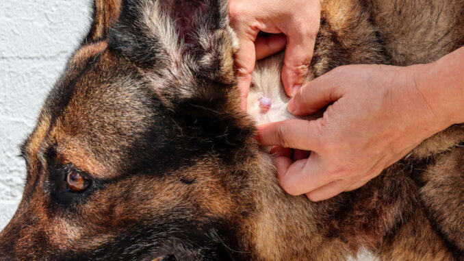 owner showing a large cyst on a German Shepherd dog's neck