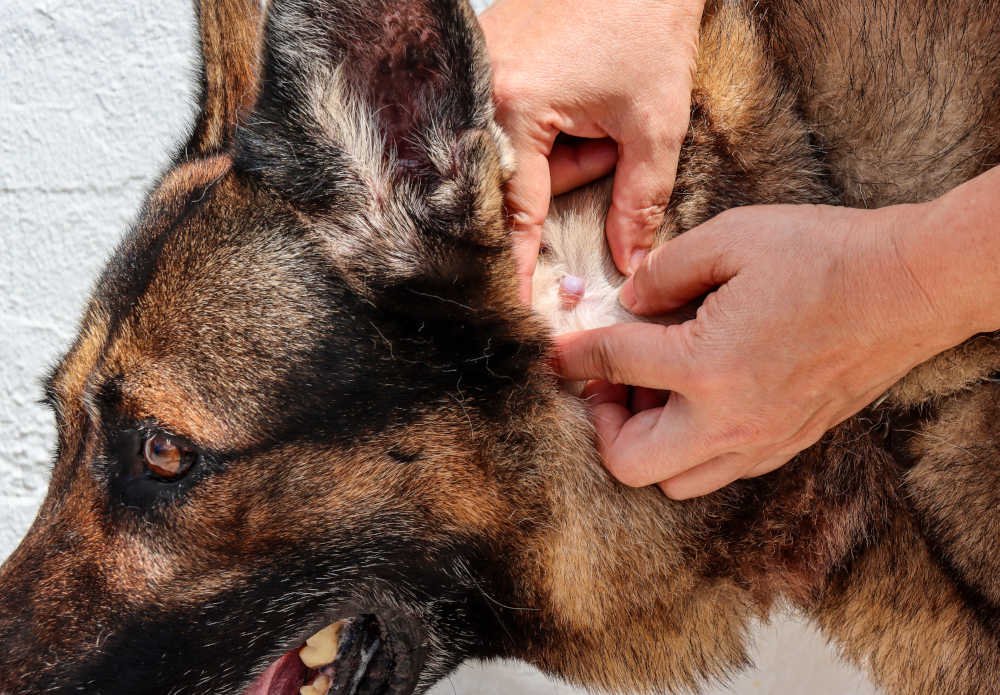 owner showing a large cyst on a German Shepherd dog's neck