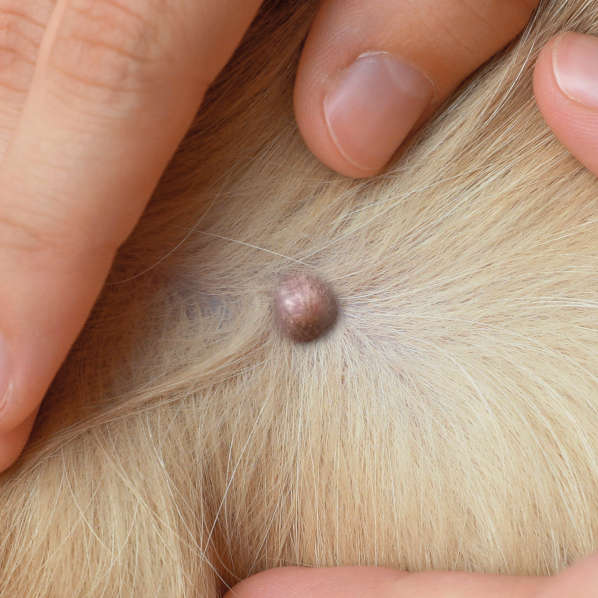 closeup picture of a sebaceous cyst on a dog with yellow hair