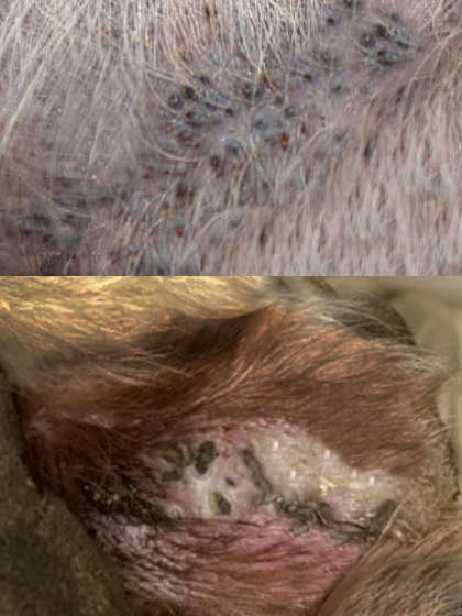 dog follicular cysts collage of pictures