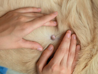 owner showing a cyst on a dog