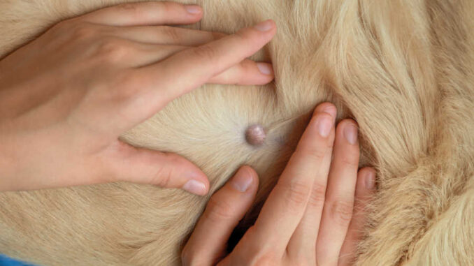 how much does it cost to remove a cyst on a dog