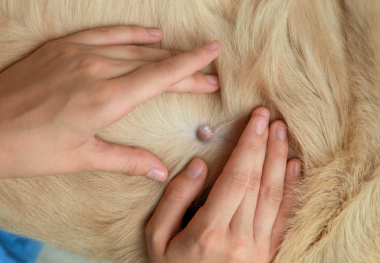 6 Types of Moles on Dogs [With Pics] and What to Do