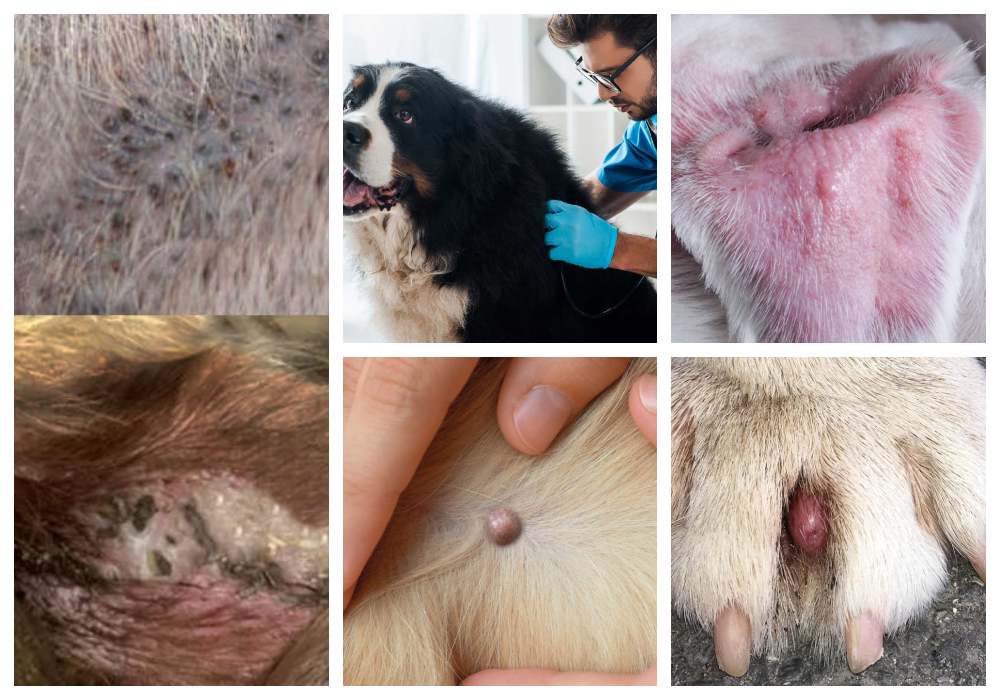collage of dog cyst pictures