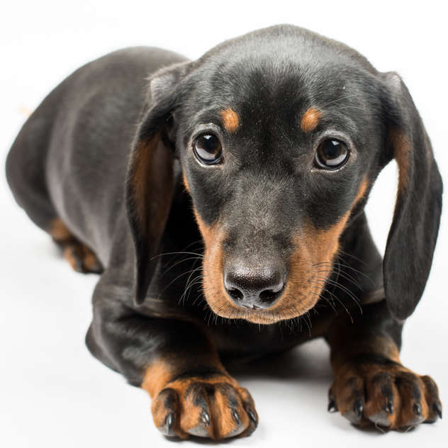 Smooth-coated Dachshund with short hair