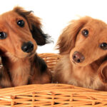 What is a Dog’s Life Expectancy with IVDD? A Vet Weighs In