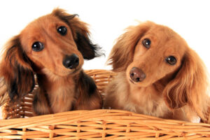 What is a Dog’s Life Expectancy with IVDD? A Vet Weighs In