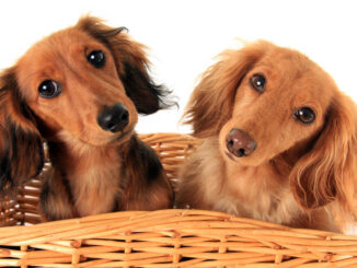 two dachshunds in a basket