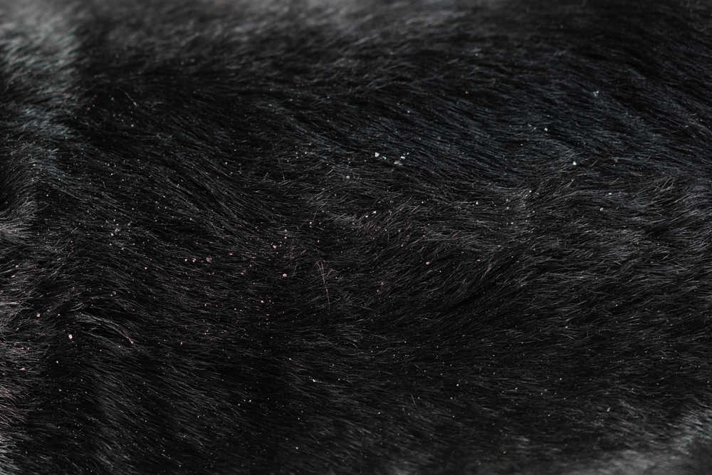 Close-up of a dog's coat showing mild dandruff flakes.