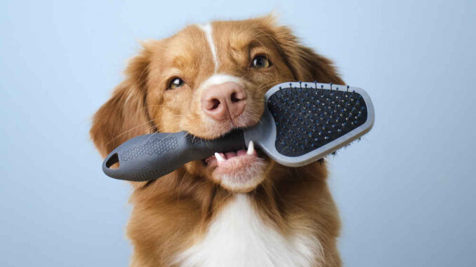 dog holding brush