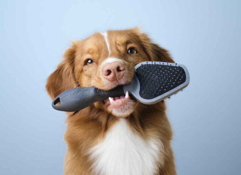 8 Pictures of Dandruff in Dogs, with Veterinarian Comments