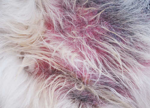 dark skin spots, hairloss and redness due to a skin infection on a dog