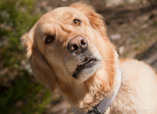 A beautiful golden retriever with early signs of dementia