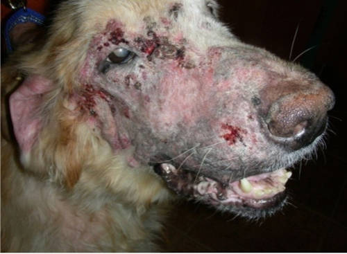 demodectic mange (scabies) on a dog's face and nose