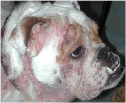impact of demodectic mange on a dog's face