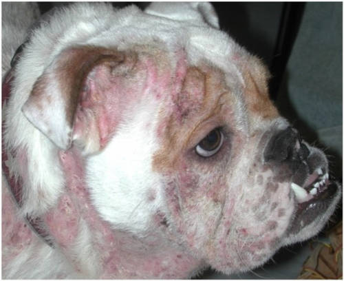 scabies on bulldog's face