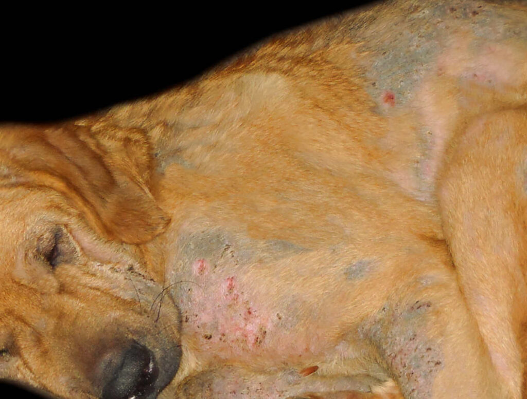 demodex mites on dogs